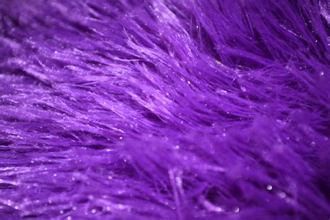 Purple Fur Colorful Background Free Stock Photo - Public Domain Pictures