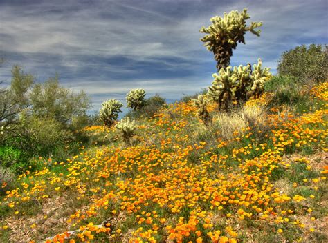 The fruit is often made into a jam. Wallpaper : flowers, Arizona, cactus, spring, desert ...