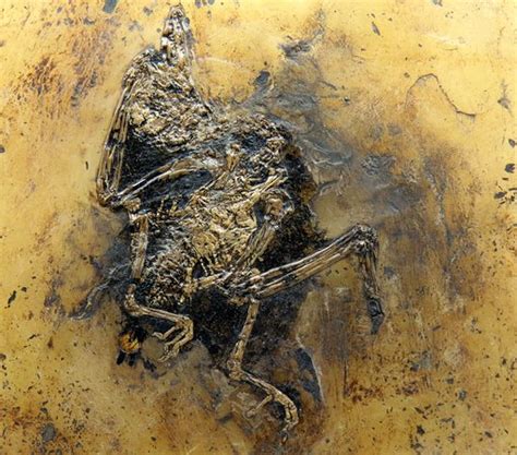 Fossilien Und Heimatmuseum Messel Aktuelle 2020 Lohnt Es Sich