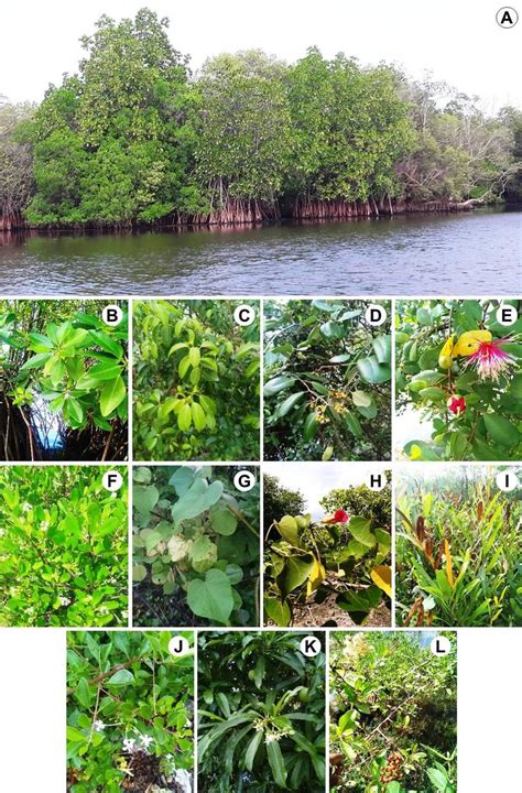 Mangrove Swamp Plants