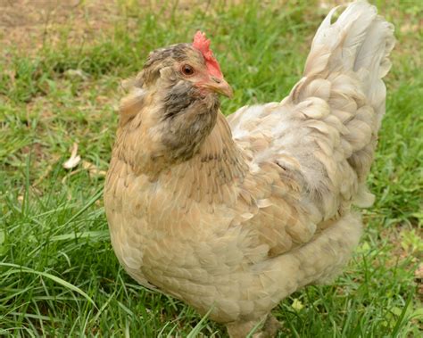 Easter Egger Chicken Pictures Info Traits And Care Guide Pet Keen