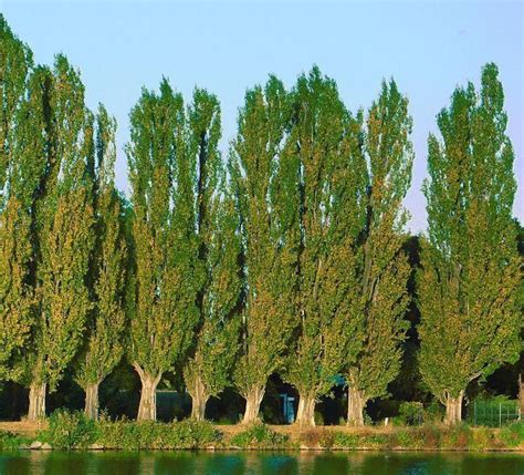 Kashmiris Fear Russian Poplar Can Become Potential Carries Of The