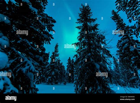 Northern Lights Aurora Borealis Above Snowy Forest Stock Photo Alamy