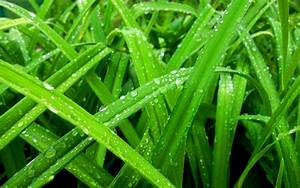 Nature, Water, Drops, Green, Grass, Color, Rain, Spring
