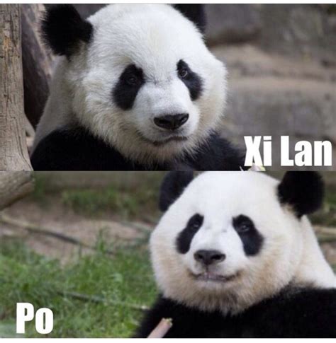 Pin By Kellie On Pandas Panda Bear Atlanta Zoo Panda