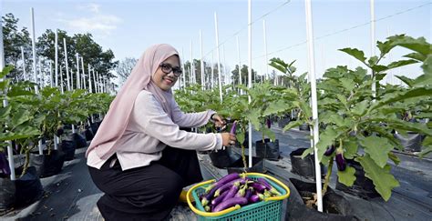We travel great distances to develop our staffs so. Eggplant planting using fertigation technology in UMP ...