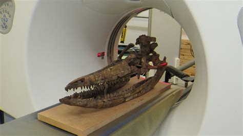 Sea Monster Skull Reveals Secrets More Than 60 Years After Its