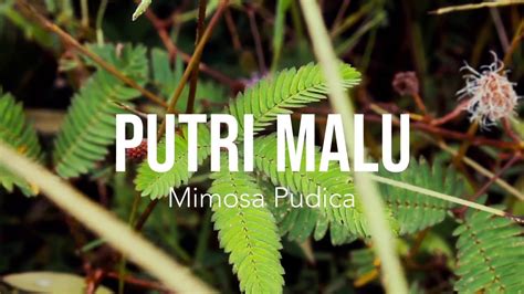 Kumpulan gambar sketsa bunga indah dan mudah cara menggambar dari bunga sakura, mawar, melati, tulip, anggrek, matahari, teratai sketsa sederhana dan lain. 10+ Ide Daun Putri Malu Gerak Seismonasti Gambar Sketsa ...