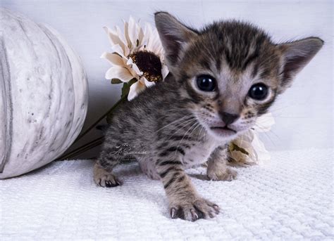 It is litter box trained, house trained, and great with children! Most Favourite Kittens for Sale Near Me | US Kittens ...