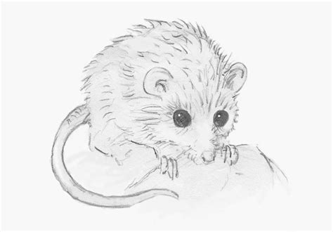 Little Mouse Sketch Sketchbook Mouse Pencil By Marshnelsonfineart