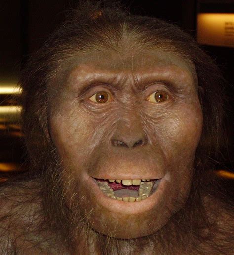 Fileaustralopithecus Afarensis New Wikipedia