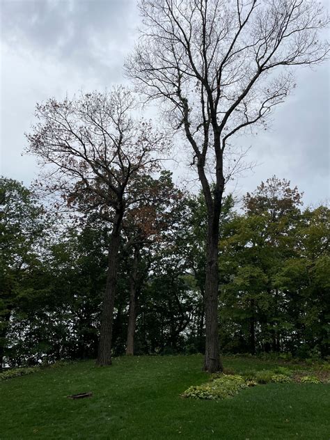 Oak Wilt Prevention Tree Healthcare L And T Tree Services