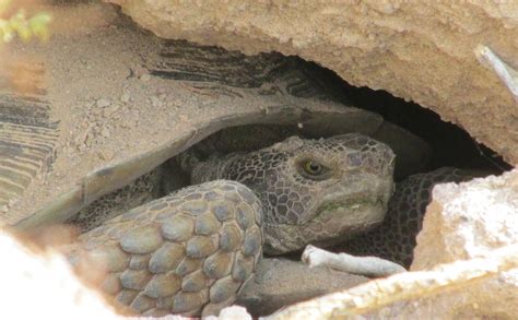 Desert Tortoise And Protected Species Training Bio Logical
