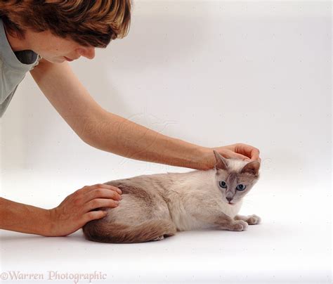 With dha license/ only female physiotherapist. Cat physio photo WP12863