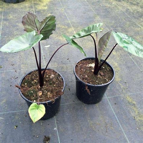 Winter hardy bananas for your garden give an exotic atmosphere and special types as a tub plant for your patio or indoors. Colocasia esculenta Violet Stem - Olifantenoor - Palma ...