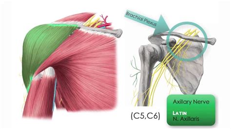 The Deltoid Muscle Anatomy Tutorial Muscle Anatomy Anatomy