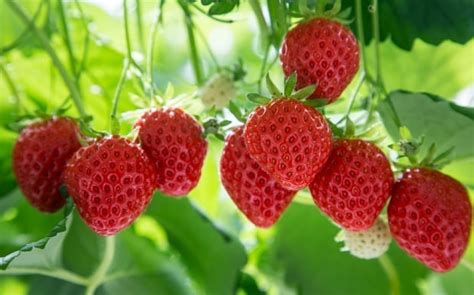 8 Healthy Fruits For Diabetics 7 Steps To Health And The Big Diabetes Lie