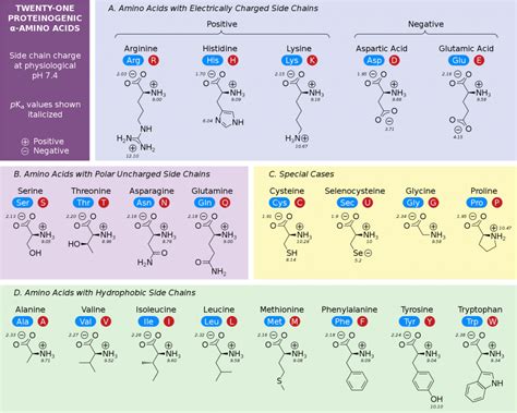 Amino Acids Structure Chart