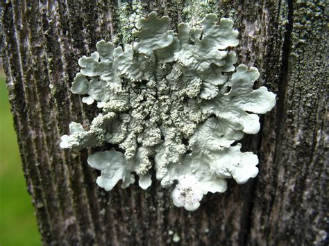 Lichens More Complex Than Anyone Imagined Laidback Gardener