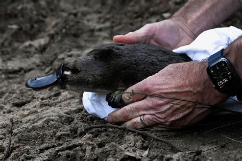 Platypus Returns To Australias Oldest National Park For First Time In