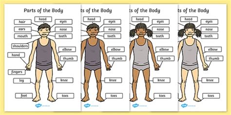 The Body With Labels Human Body Labelled A4