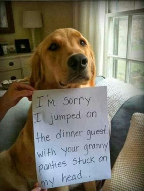 30 Of The Best Pet Shaming Pictures Laughtard Dog Shaming Funny