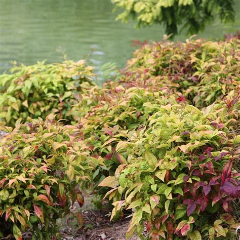 Hardy and disease resistant, the fire power is specifically known for its lime green leaves and superior red color that shows in the fall. Buy heavenly bamboo Nandina domestica 'Fire Power ...