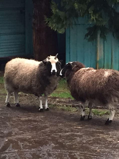 Oregon Grown Jacob Sheep Wool Yarn From Daisy · Little Daisy