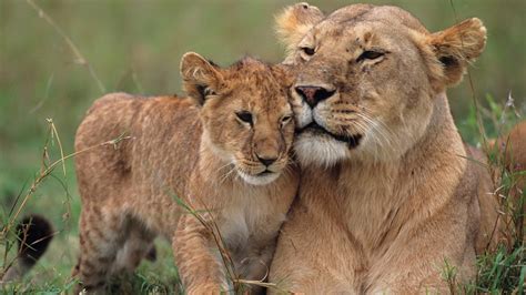 Lioness Panthera Leo With Cubs On Grass Masai Mara National Reserve