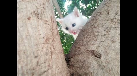 اجمل قطة صغيرة مواء قطط بيضاء قطط صغيرة youtube