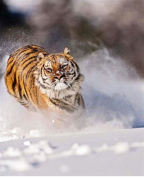 Fun In The Snow Large Cats Big Cats Cute Cats Nature Animals