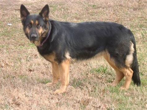 Beautiful Female Akc Bi Color German Shepherd For Sale In Danbury