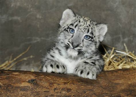 Beautiful Baby Snow Leopard Born In June At Brookfield Zoo In Illinois