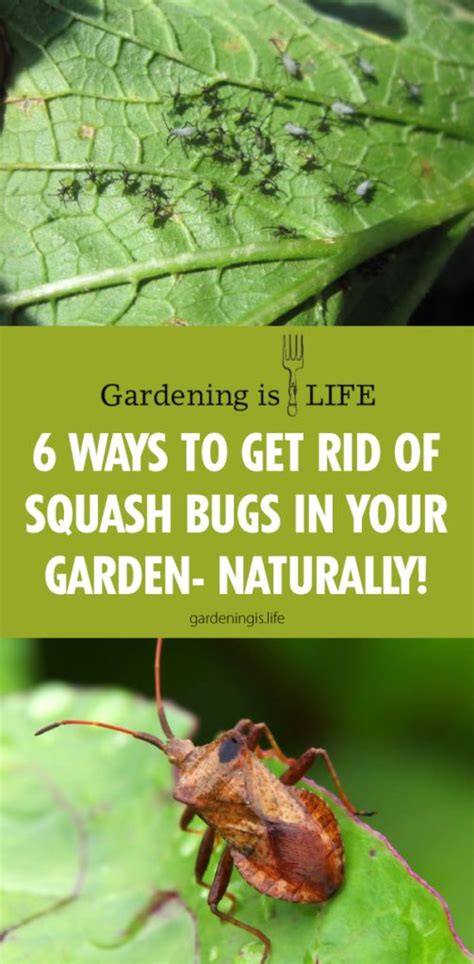 Mint rhizomes are white when they grow underground and can be reddish, green or purplish when on the. 6 Ways to Get Rid of Squash Bugs in Your Garden- Naturally ...