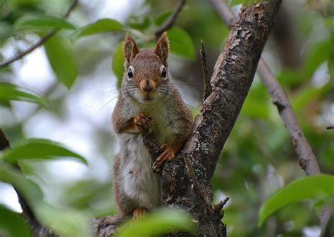 This hd wallpaper is about squirrels, original wallpaper dimensions is 1920x1200px, file size is 293.79kb. Brown squirrel HD wallpaper | Wallpaper Flare