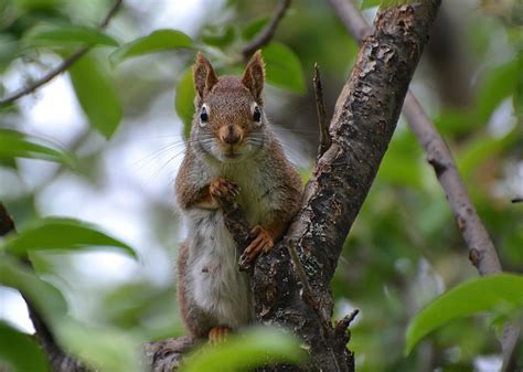 We did not find results for: Brown squirrel HD wallpaper | Wallpaper Flare