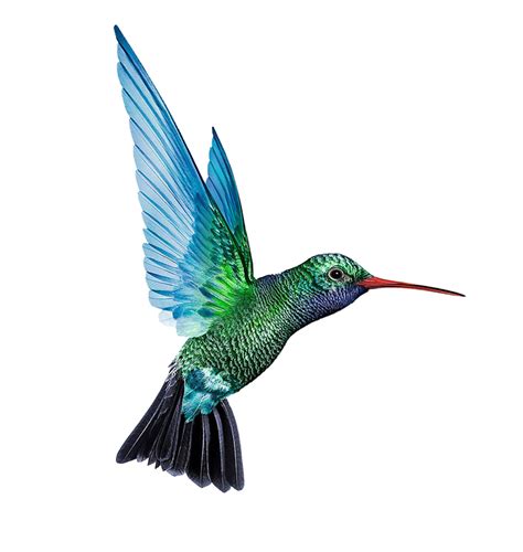 Hummingbird Png Transparent Image Download Size 740x782px