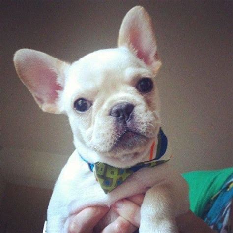 Any dog of any age can end up in a shelter. French Bulldog Puppy Shop Near Me - Dav Pet Lovers