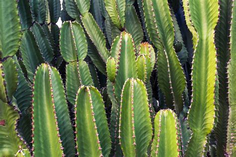Cactus Cacti Plants · Free Photo On Pixabay