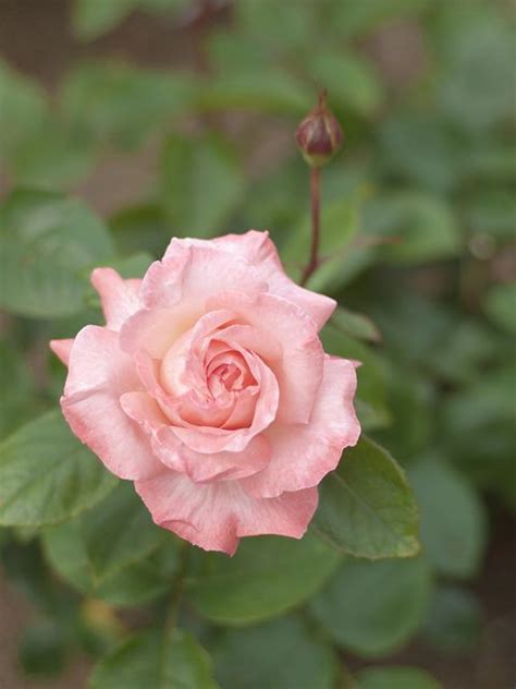 Rose Paul Shirville At Oji Rose Garden Hybrid Tea Roses Tea