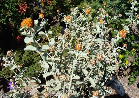 Coral fountain grass russelia equisetiformis medium growing evergreen shrub with glossy green leaves and coral flowers that blooms almost all year. 67 best images about Arizona Shrubs on Pinterest | Nerium ...