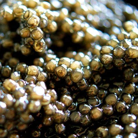 Marcă poștală emisă în republica moldova: DESIETRA Osciètre caviar Acipenser gueldenstaedtii ...