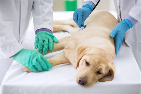 Toxic Treats What You Need To Know Lincolnshire Animal Hospital