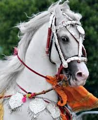 Then this is a right place. Image result for horse of india | Marwari horses, White ...