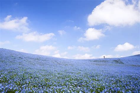 The Worlds Most Amazing Blue Flower Fields 14 Pics