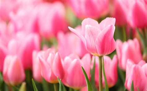 Download Wallpapers Pink Tulips Background With Tulips Pink Flowers