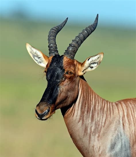 Premium Photo Topi Antelope In Masai Mara National Park Kenya