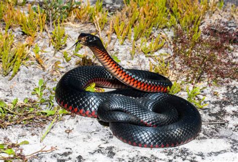 8 Black Snakes In Wyoming A Z Animals