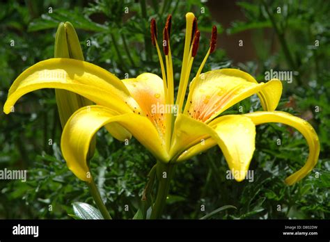 Lilium Sp Asiatic Lily Stock Photo Alamy