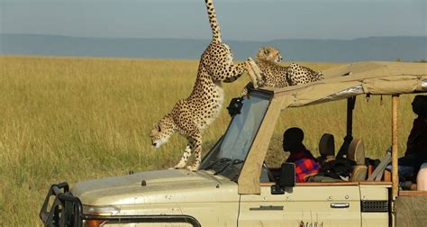 3 Days Masai Mara Safari By Samsons Safaris Tourradar